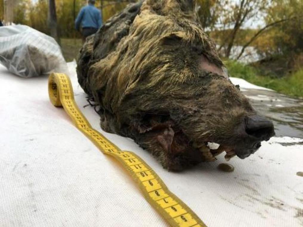 Enorme wolvenkop van 32.000 jaar oud ontdekt in Siberië