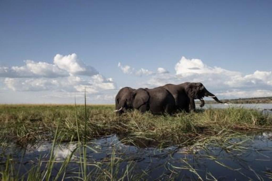 Olifanten vertrappelen twee mensen in Botswana