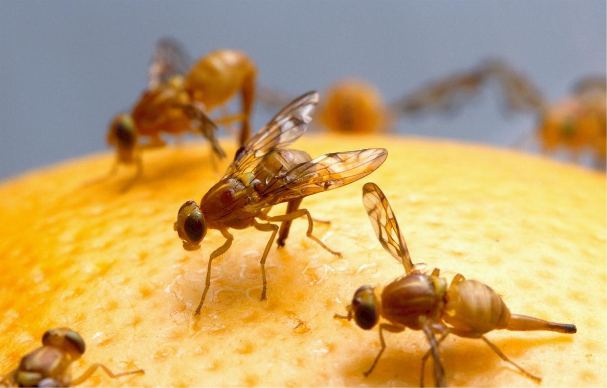 Drie manieren om komaf te maken met fruitvliegjes