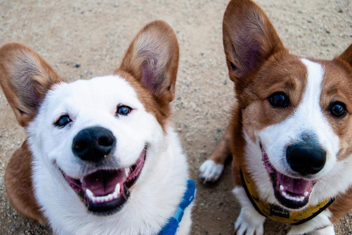 Wie biedt deze honden een nieuwe thuis?