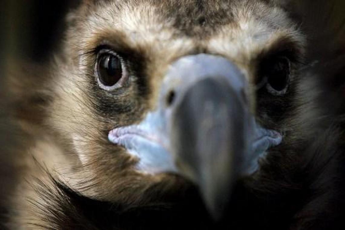 Primeur: Zoo Antwerpen en Planckendael laten monniksgieren twee jongen grootbrengen
