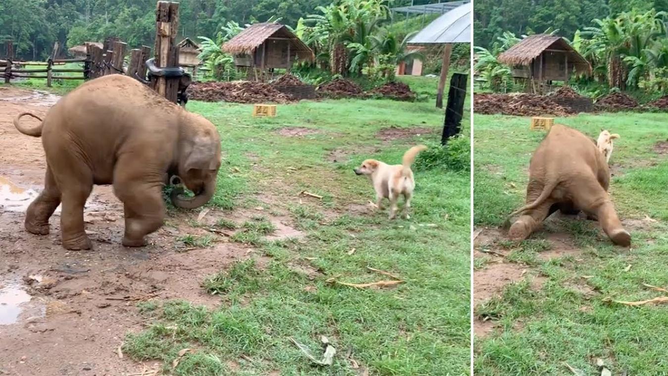 VIDEO. Schattig! Babyolifantje glijdt uit terwijl het speelt met hond