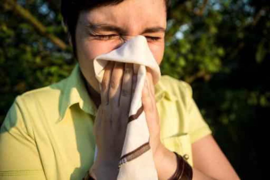 Eerste piek van berkenpollen waargenomen