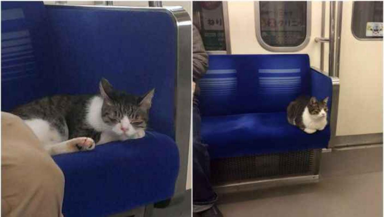 Kat neemt drie jaar lang de metro