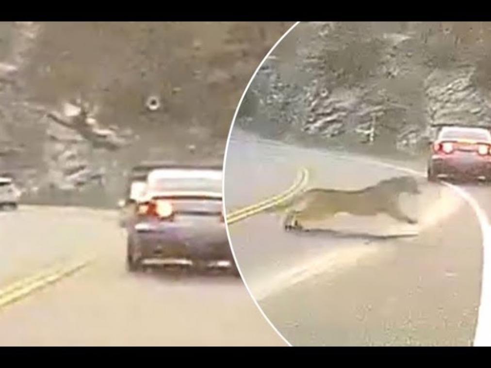 VIDEO. Poema loopt gewoon verder na spectaculaire aanrijding