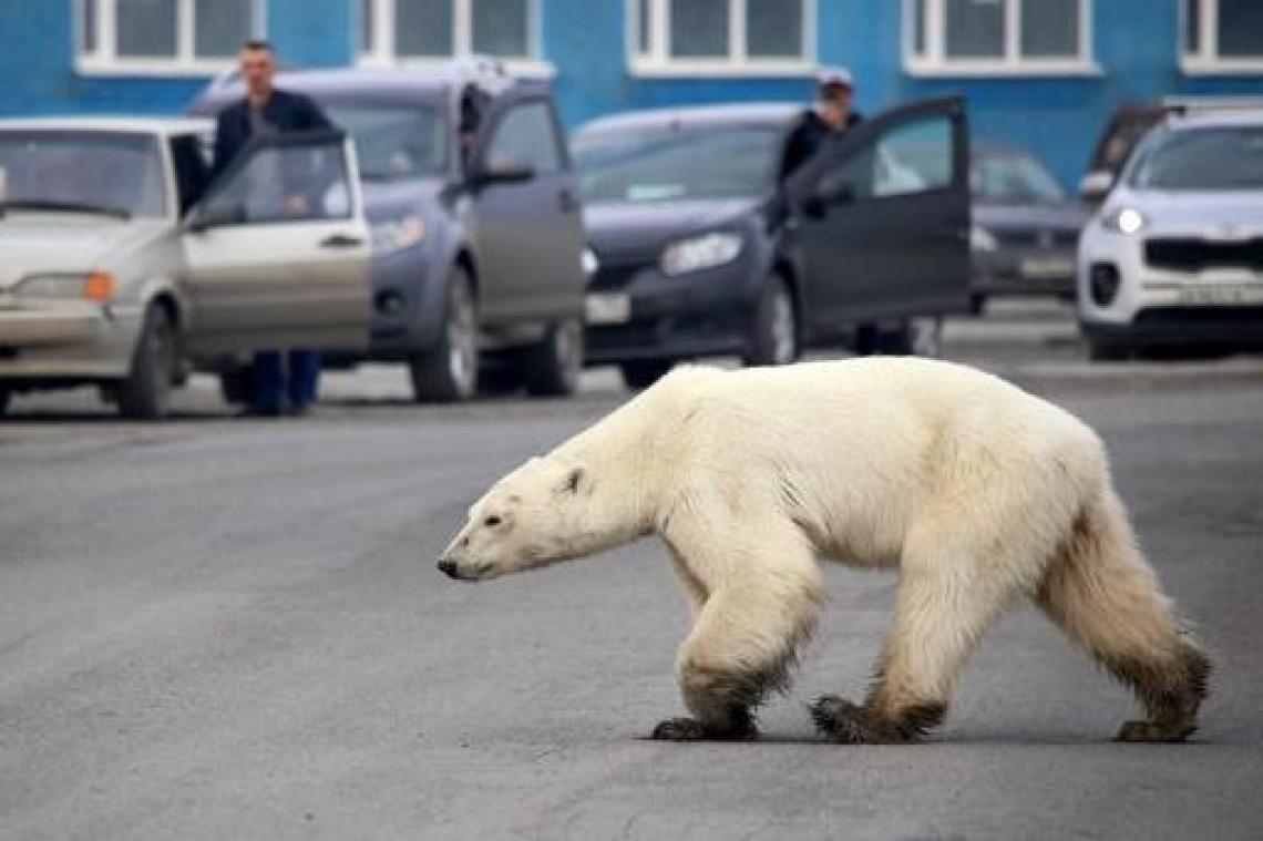 Uitgehongerde ijsbeer doolt rond in Siberische stad door inkrimping habitat