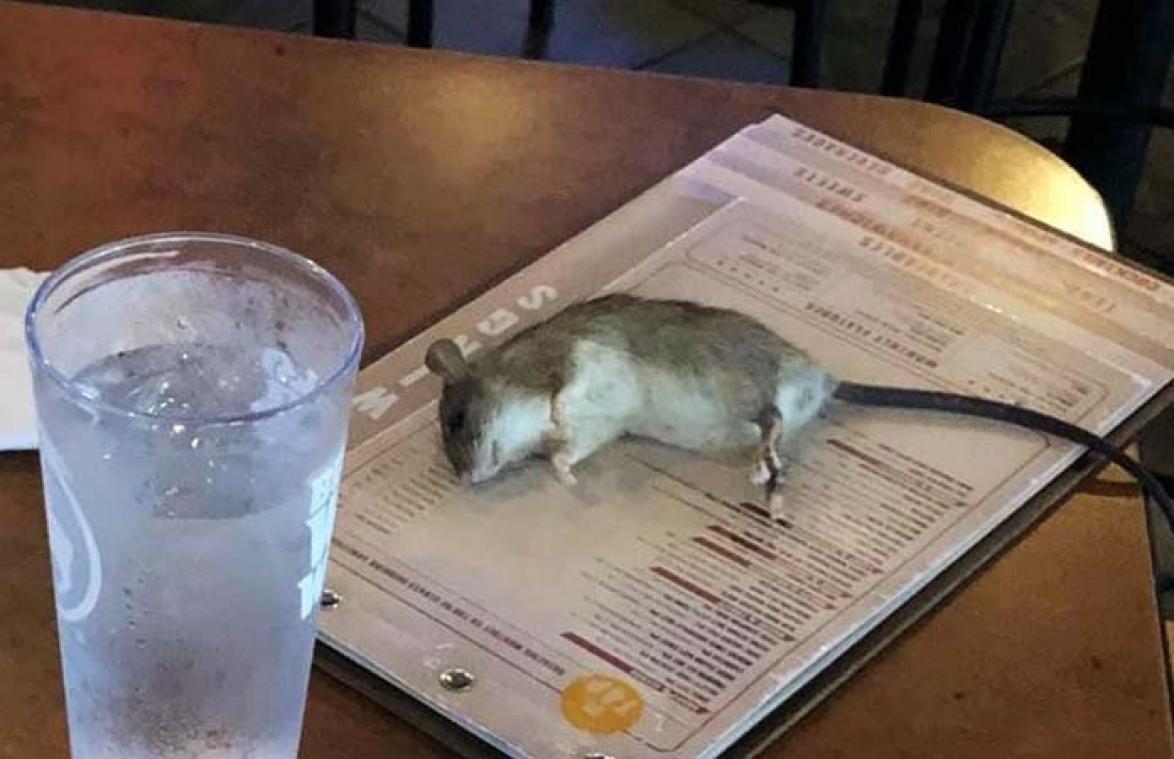 Nachtmerrie in restaurant: rat valt te pletter op tafel van klant
