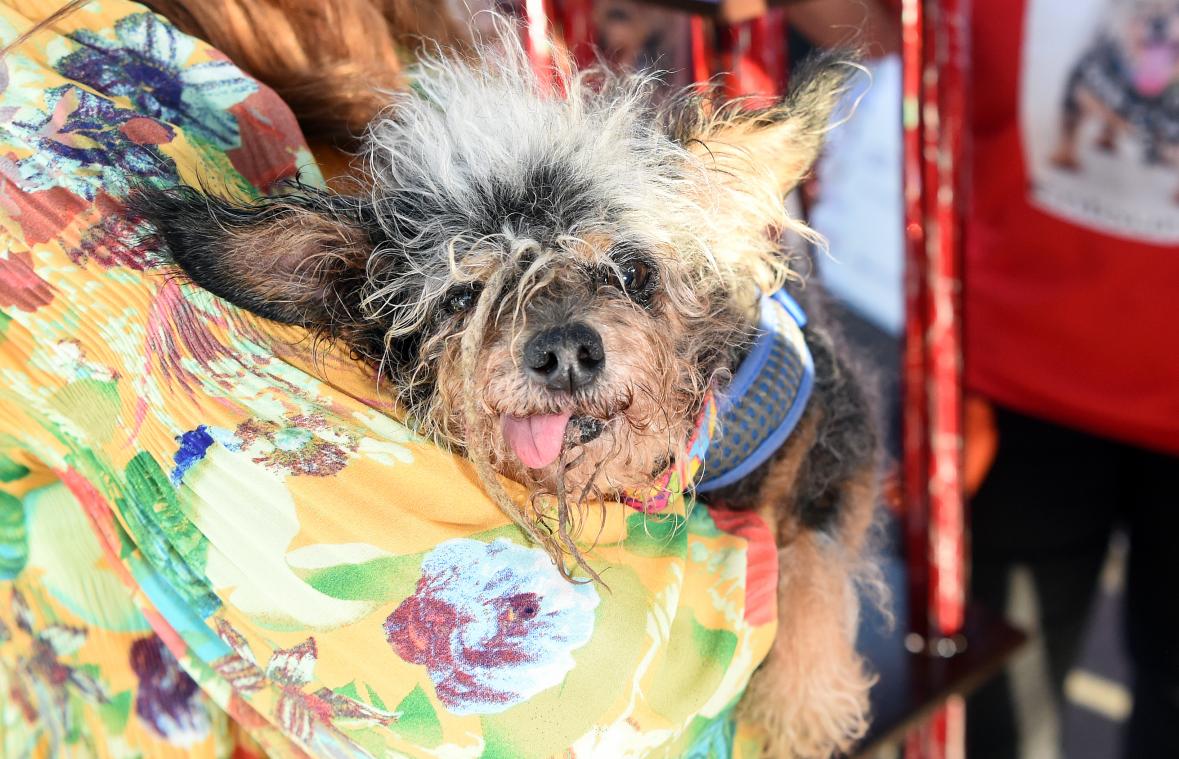 "Scamp the Tramp" is 's werelds lelijkste hond