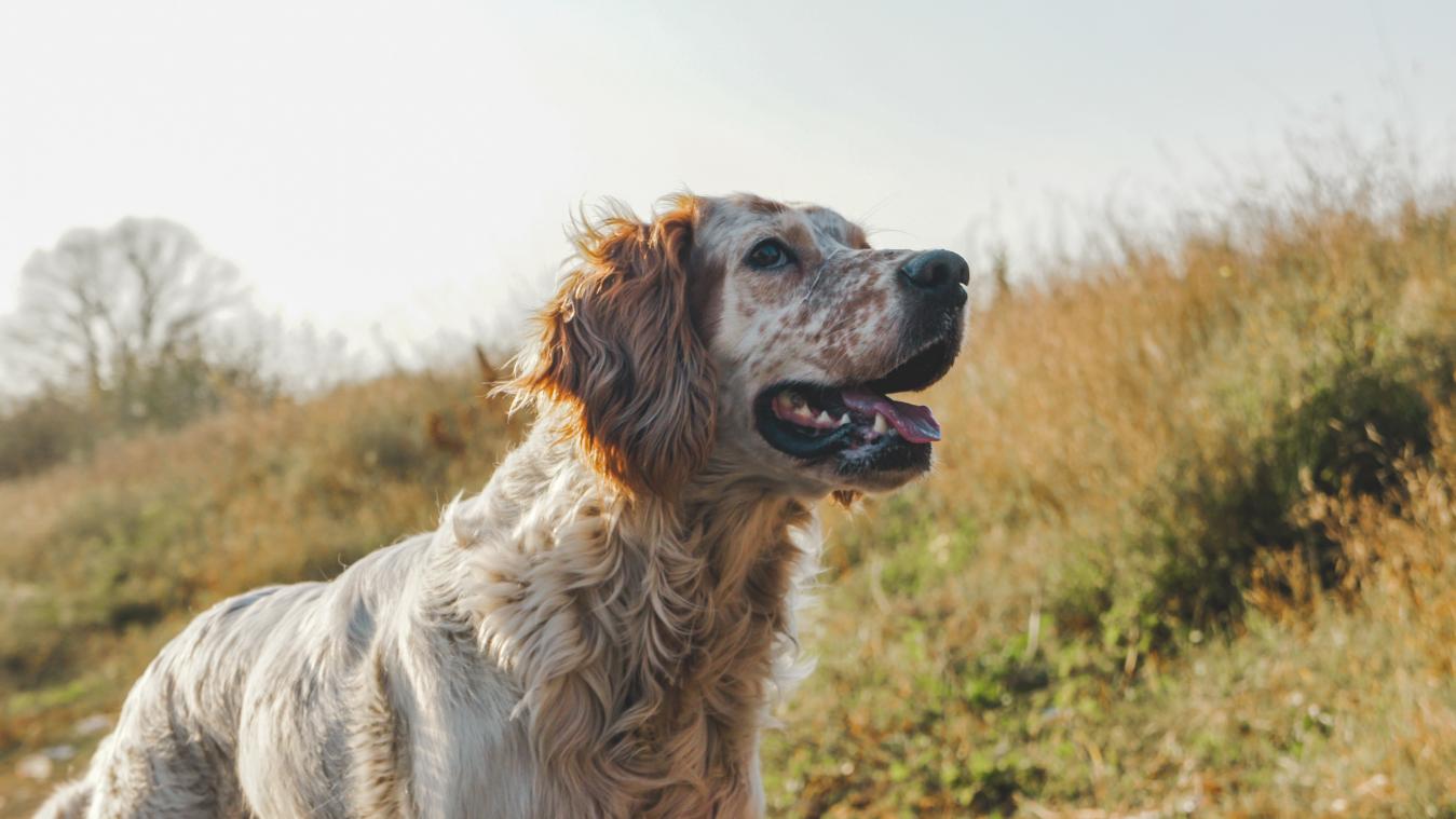 Wie geeft deze honden een nieuwe thuis?