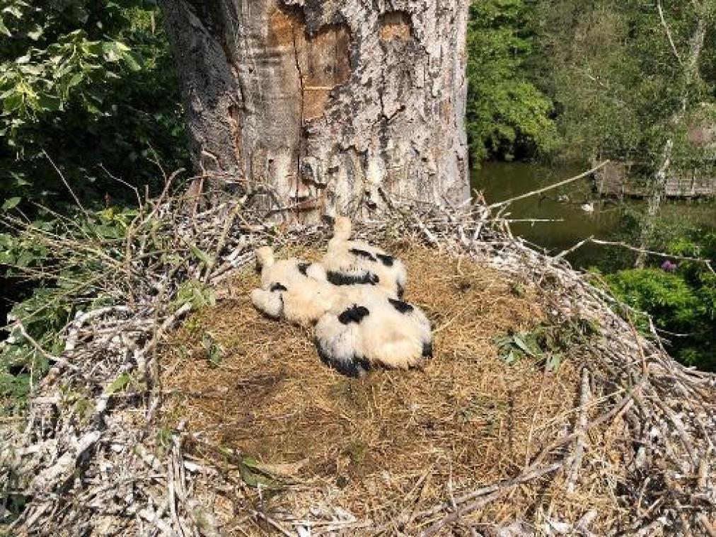 Opnieuw meer dan honderd ooievaars geboren in Planckendael
