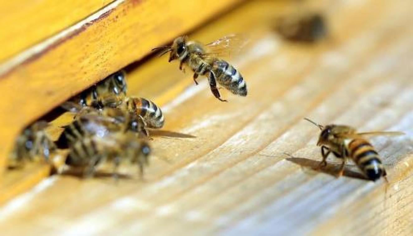 Slechte lente leidt tot catastrofale honingoogst in België