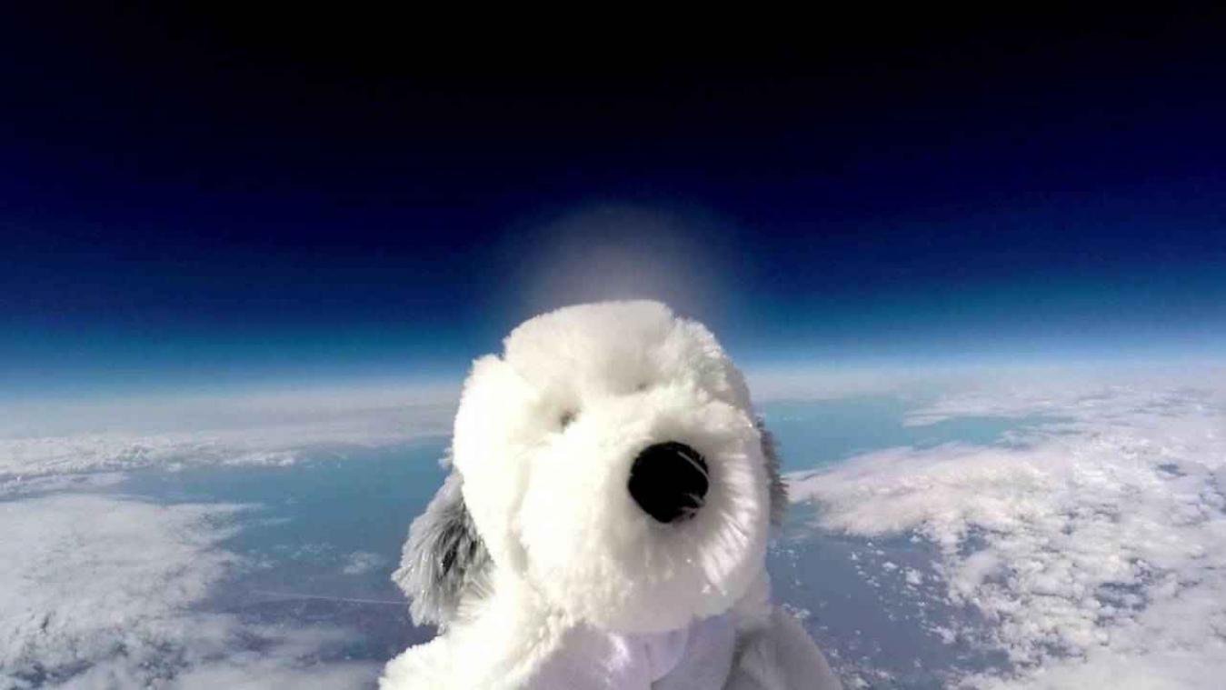 Knuffelhond vermist na ruimtereis
