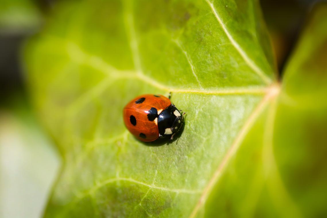 Franse stad deelt gratis lieveheersbeestjes uit