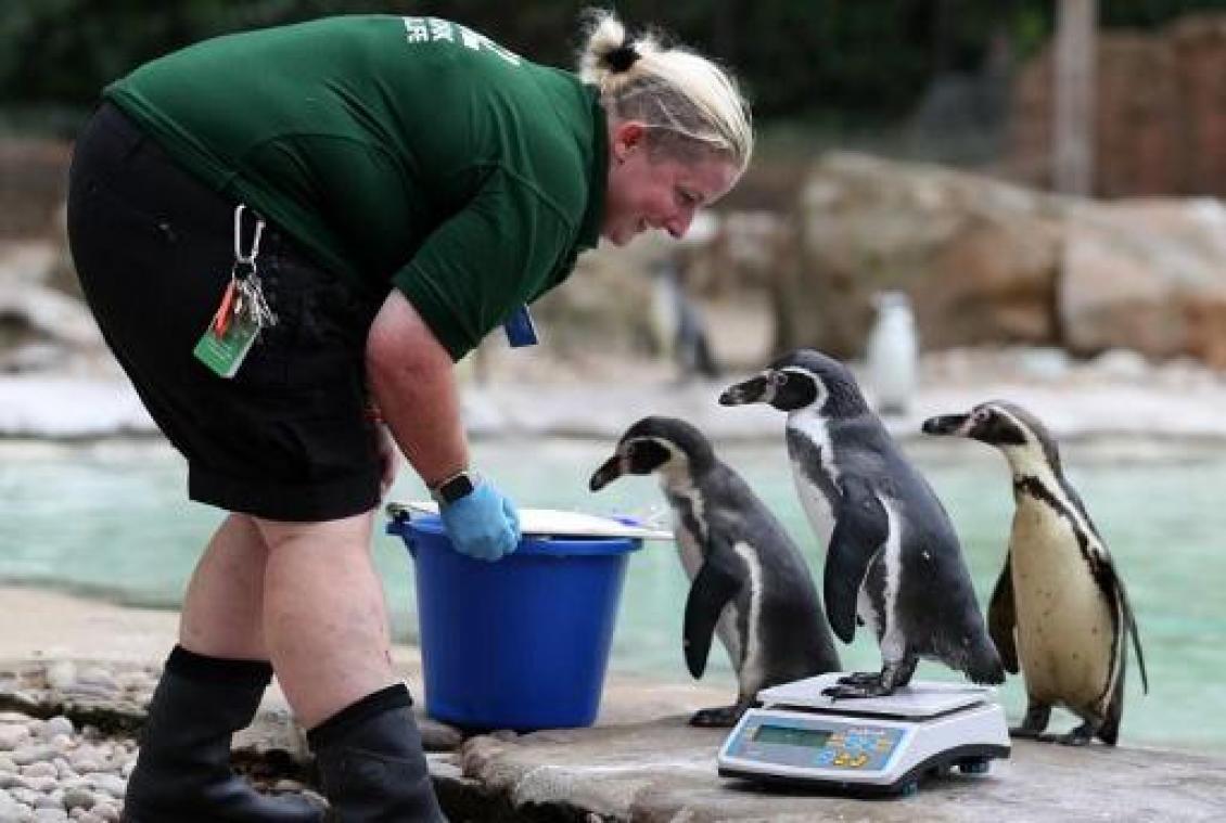 London Zoo gebruikt pinguïns om te informeren over homoseksualiteit bij dieren