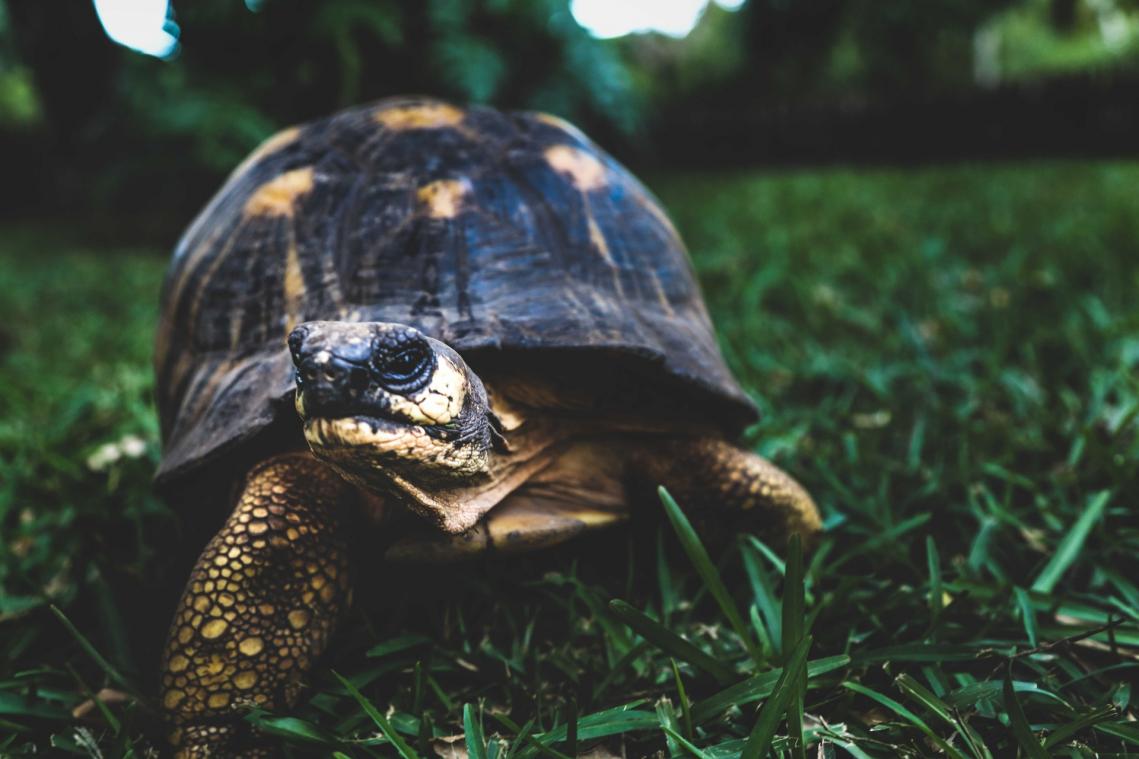 Oude beha's over? Je kan er schildpadden mee redden