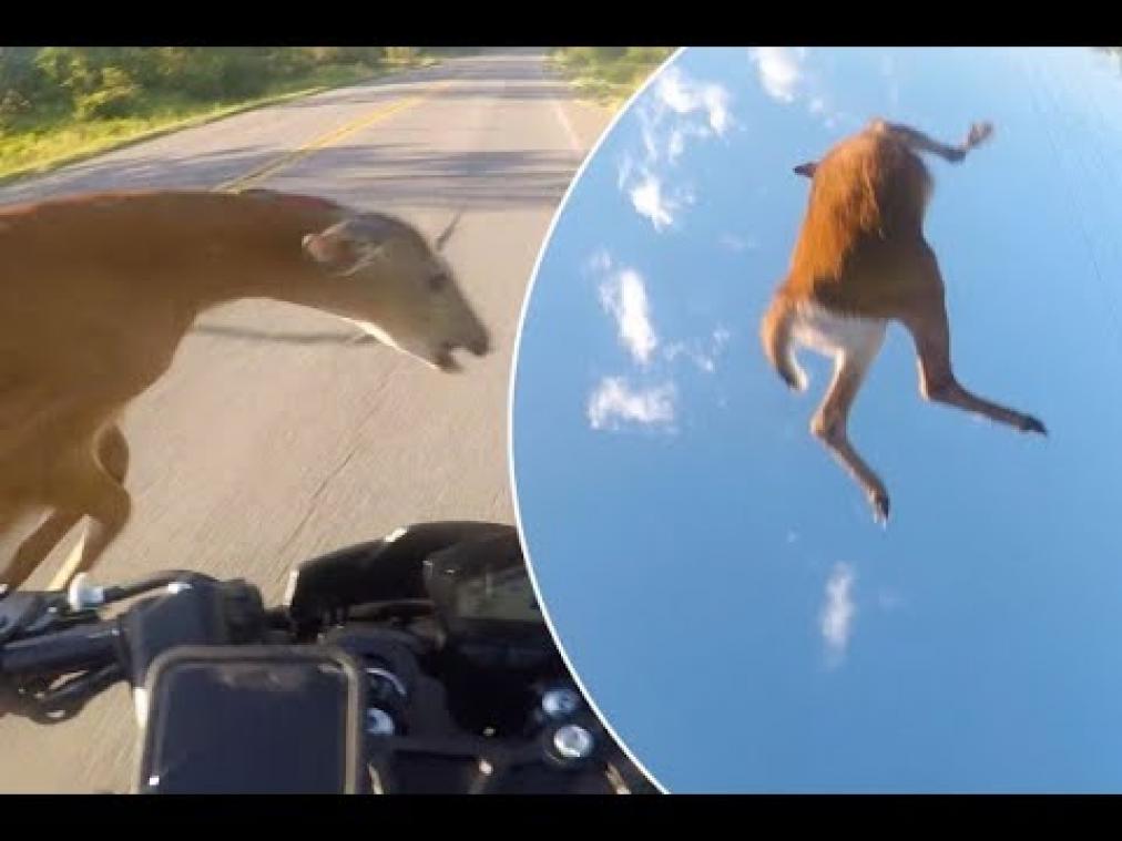 VIDEO. Hert vliegt de lucht in na aanrijding met motorrijder