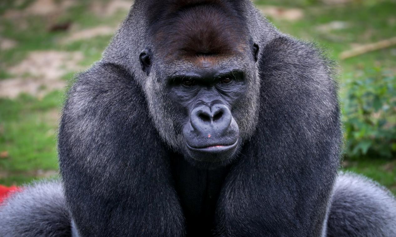 Neem eens een kijkje in de dierenverblijven van Pairi Daiza