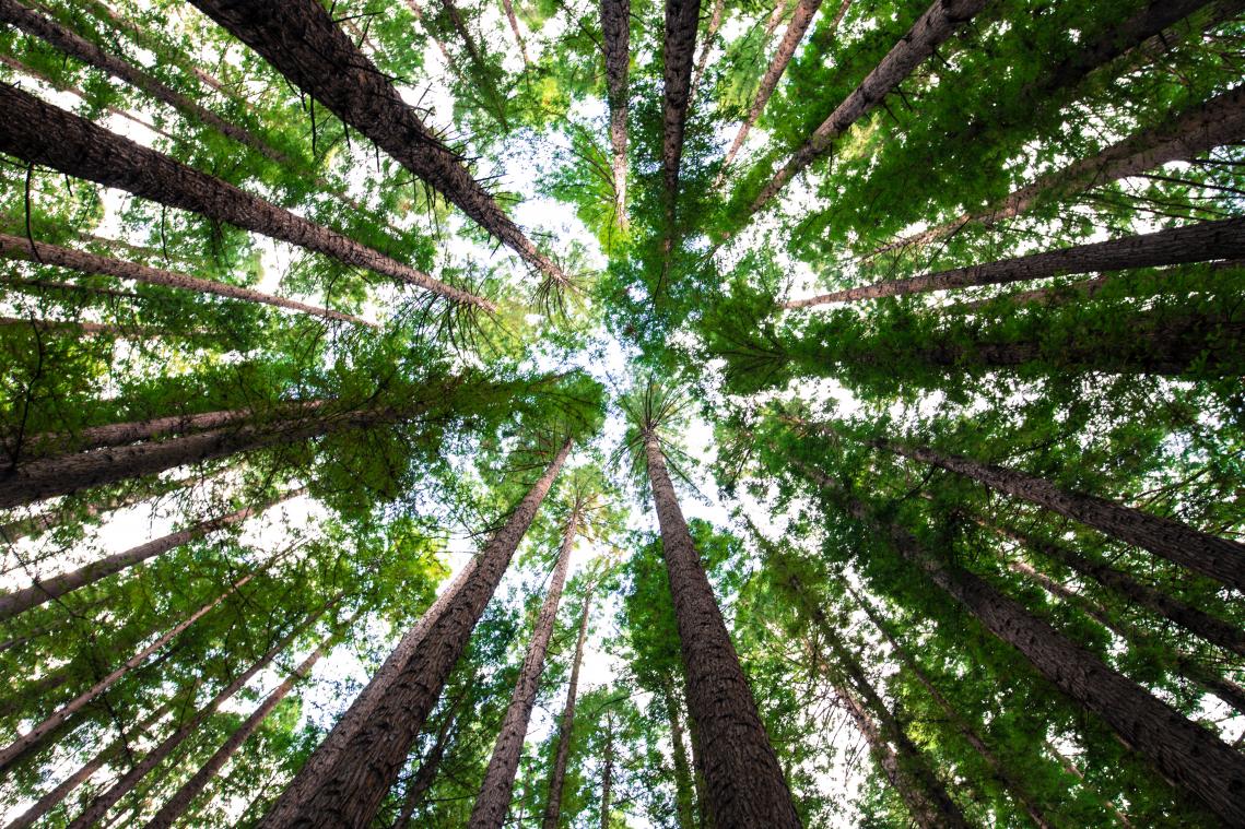 Biljoen bomen kunnen de aarde redden