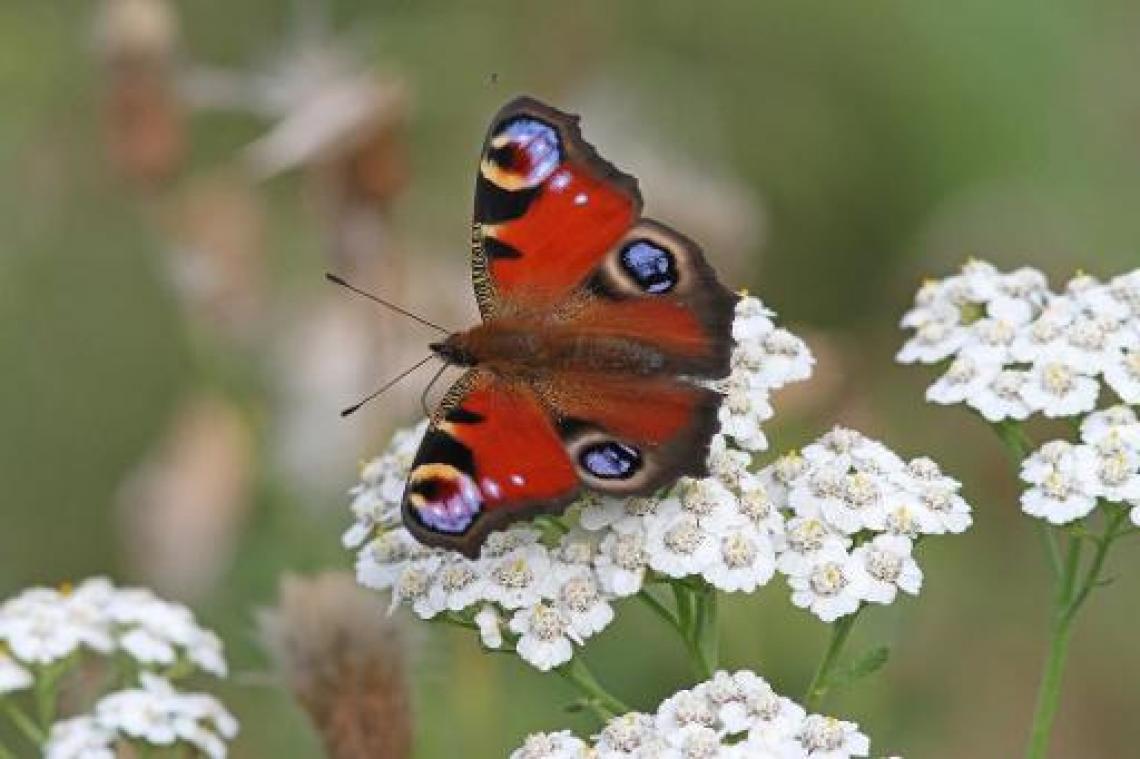 Natuurpunt roept burgers op om hele maand vlinders te tellen