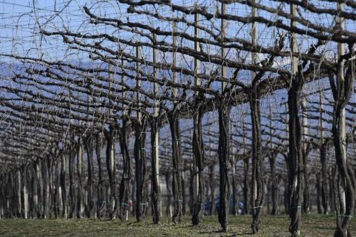 Italiaanse Prosecco-regio op Werelderfgoedlijst