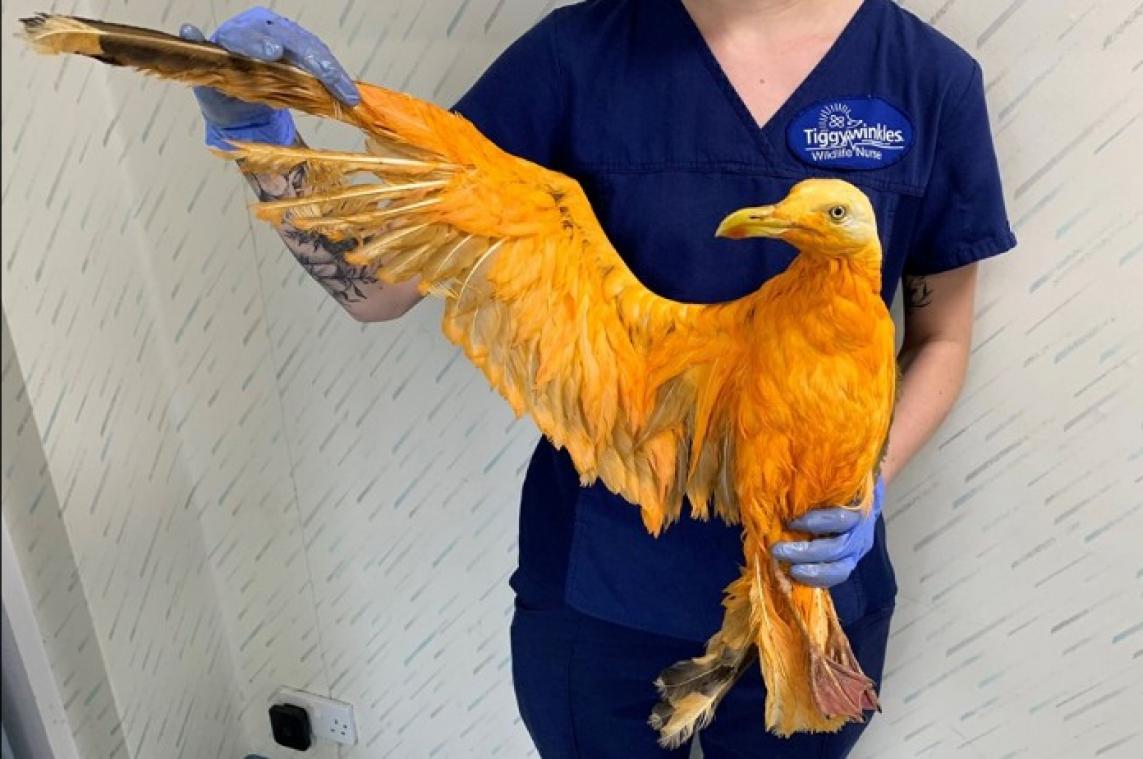 BIZAR. "Vreemde exotische vogel" blijkt toch niet zo speciaal te zijn
