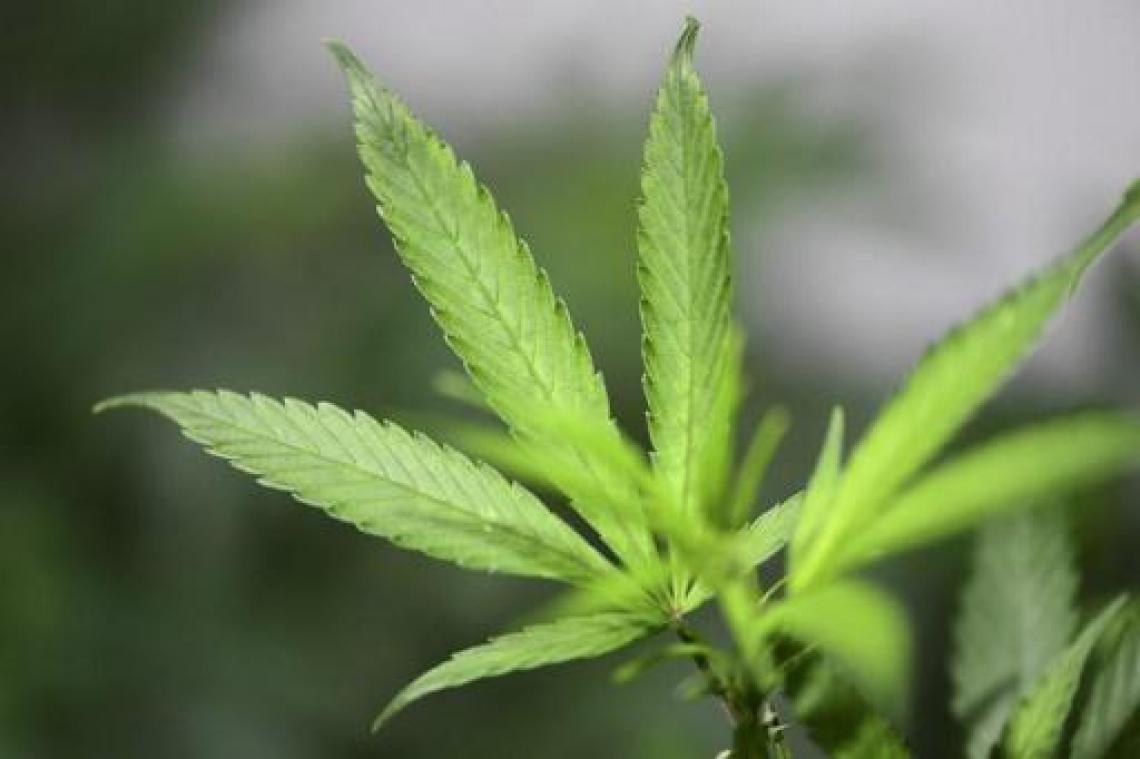 Bezit van kleine hoeveelheden cannabis weldra legaal in Hawaï