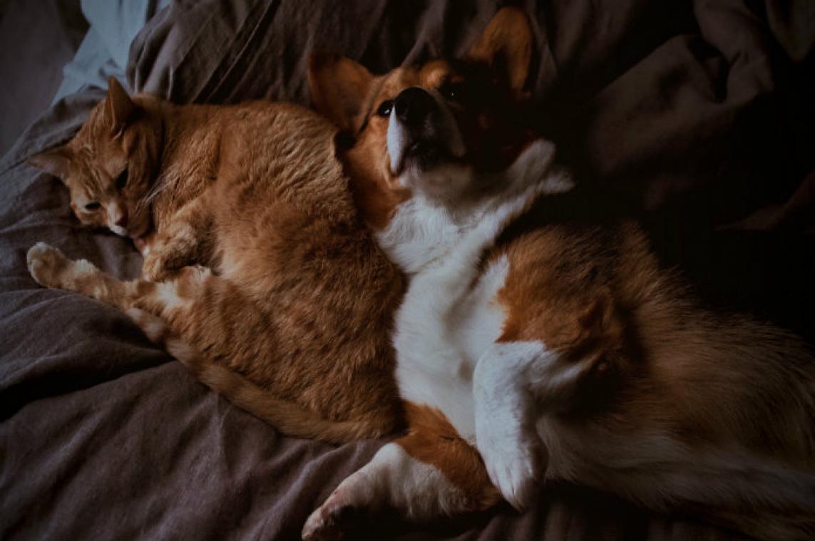 Dit zijn de populairste namen voor honden en katten