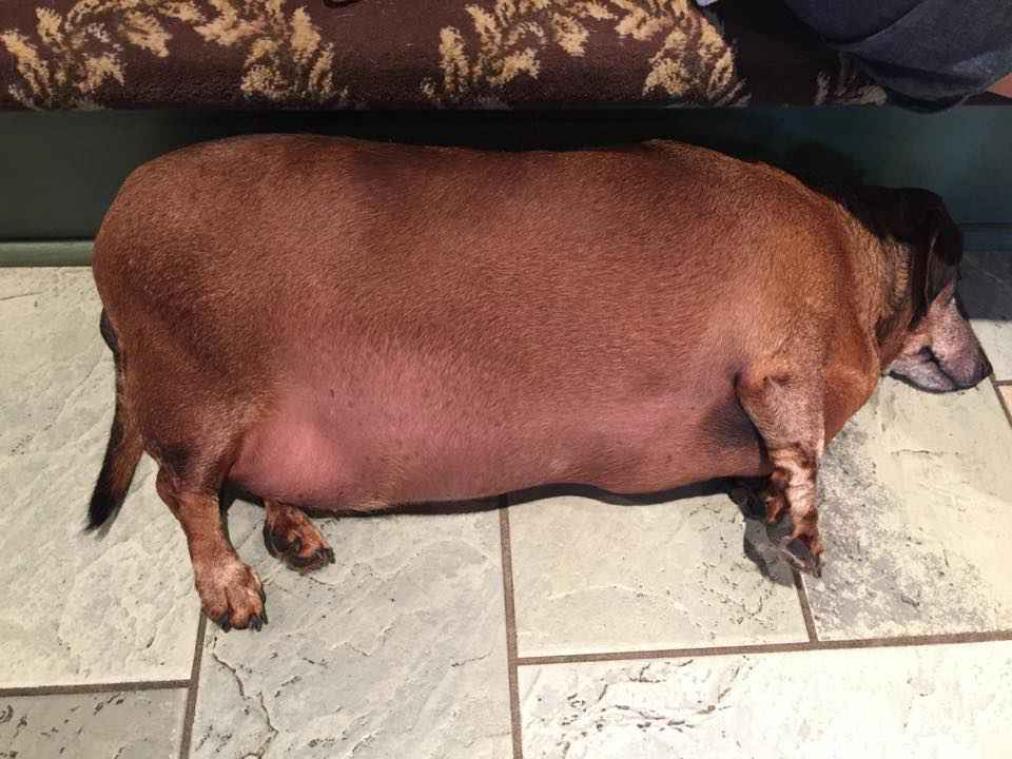 Obesitashond 'Fat Vincent' ondergaat opmerkelijke transformatie