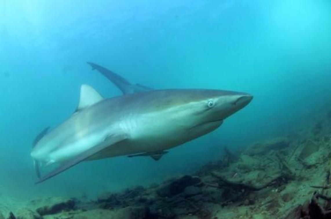 Helft van haaien- en roggensoorten in Middellandse Zee bedreigd volgens WWF
