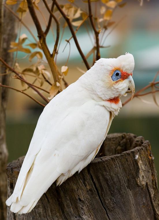 Tientallen vergiftigde vogels vallen uit de lucht in Australië