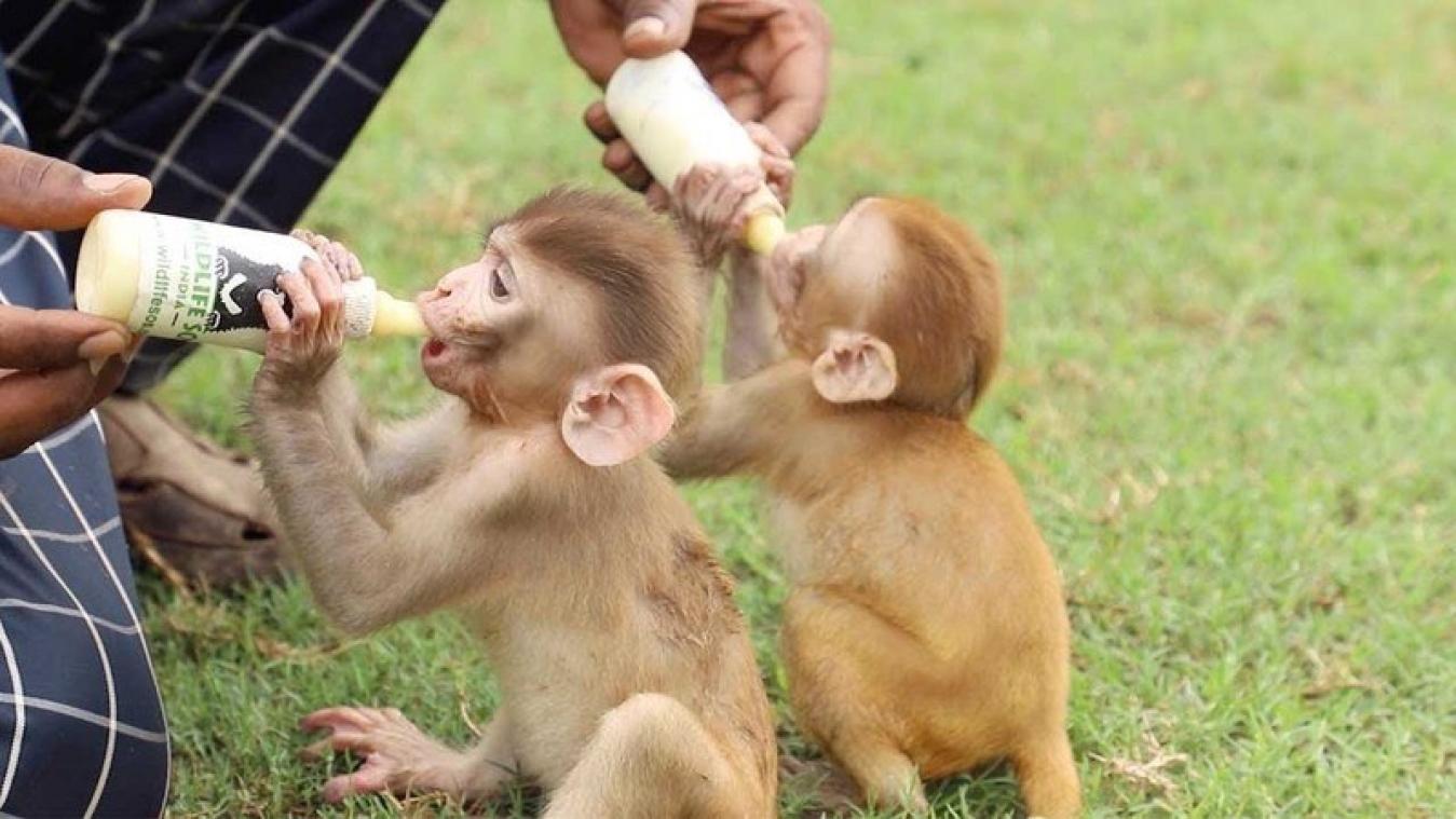 VIDEO. Deze schattige babyaapjes zijn onafscheidelijk