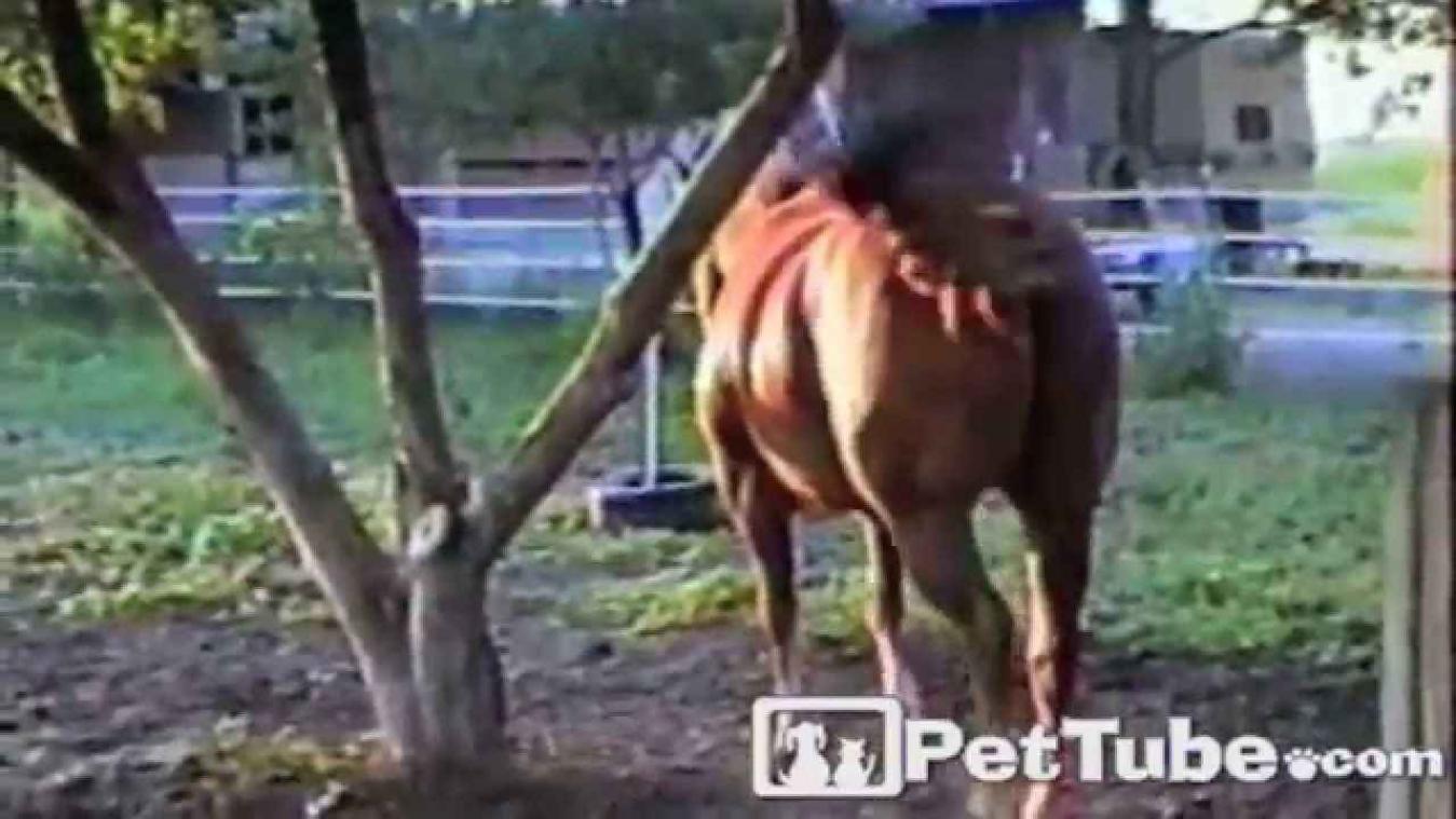 Hoe plukt een paard appels?