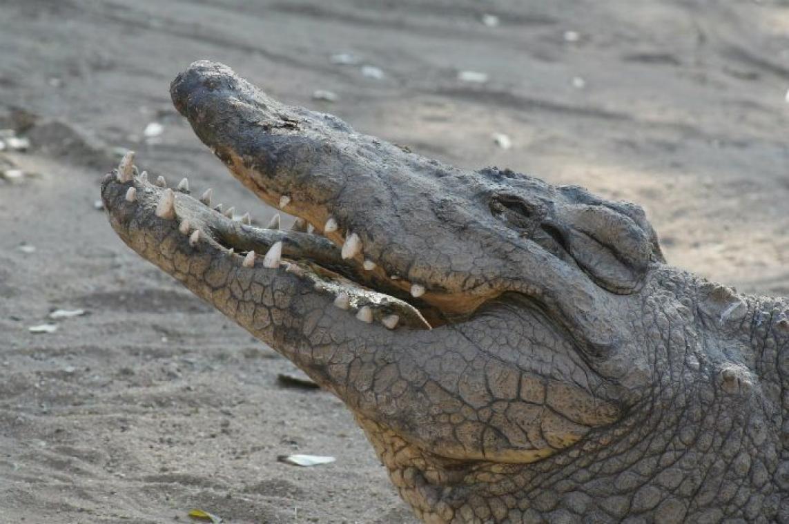 Amerikaanse politie waarschuwt voor alligators in... drugsroes