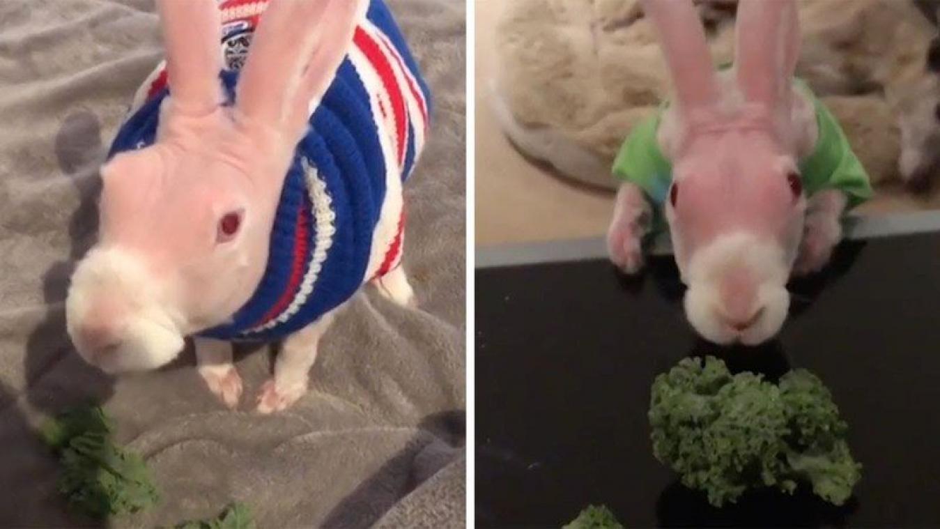 VIDEO. Naakt konijn steelt de show op Instagram