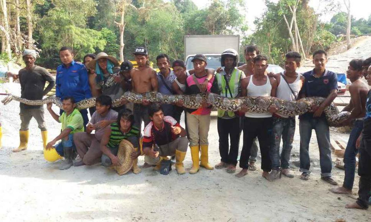 Bouwvakkers ontdekken langste python ooit