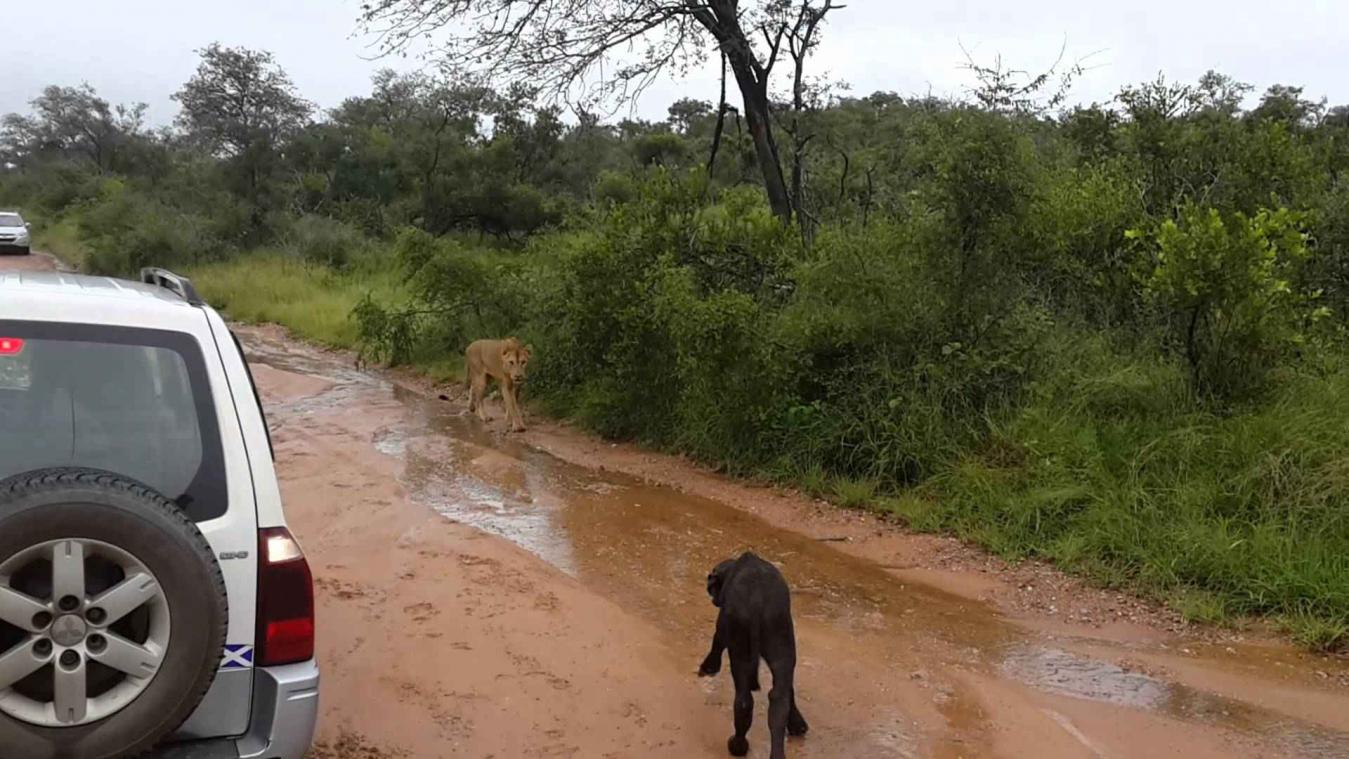 Buffel kan jong op het nippertje redden van leeuw