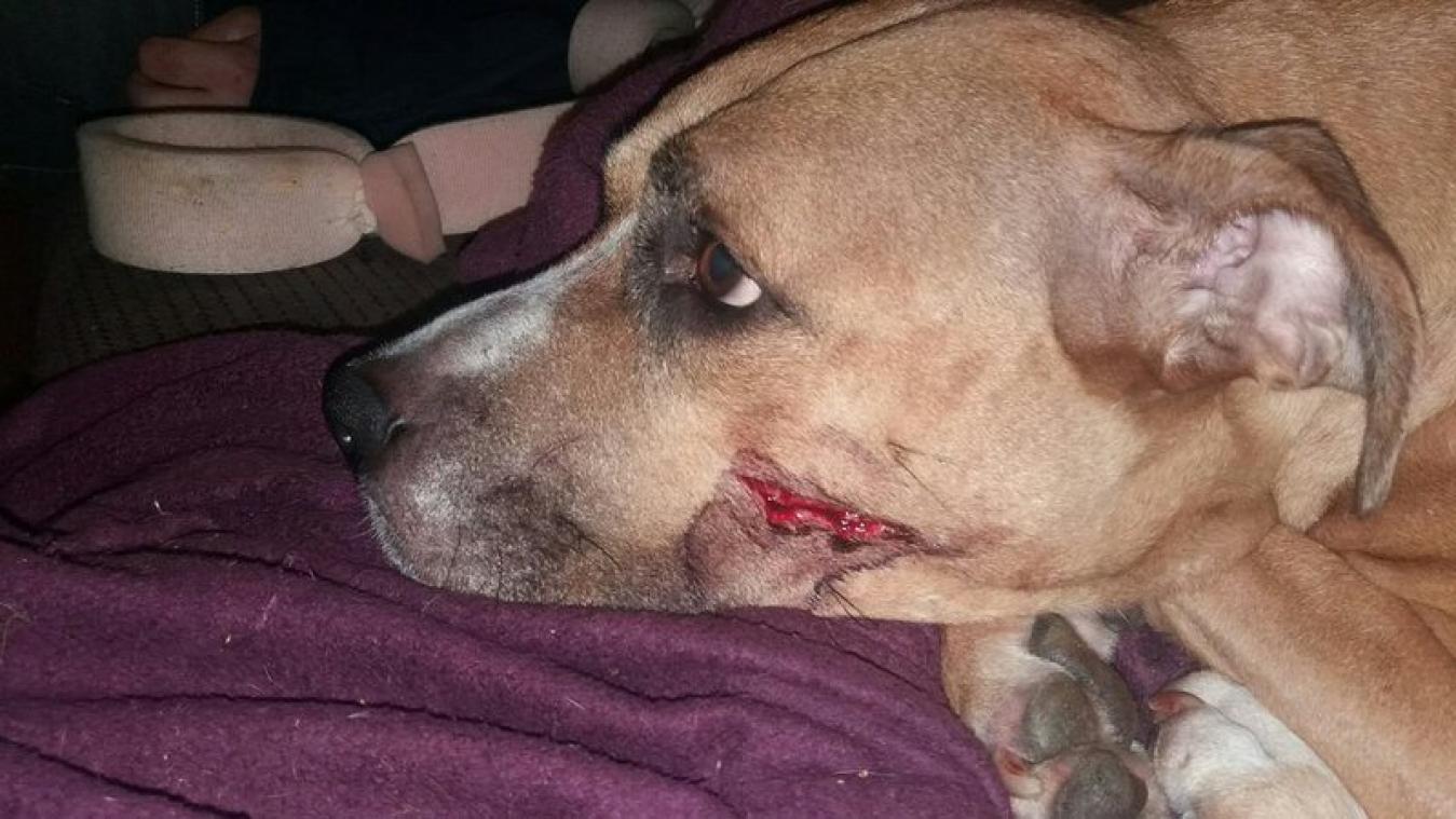 Gestolen puppy's zijn eindelijk herenigd met gewonde moeder