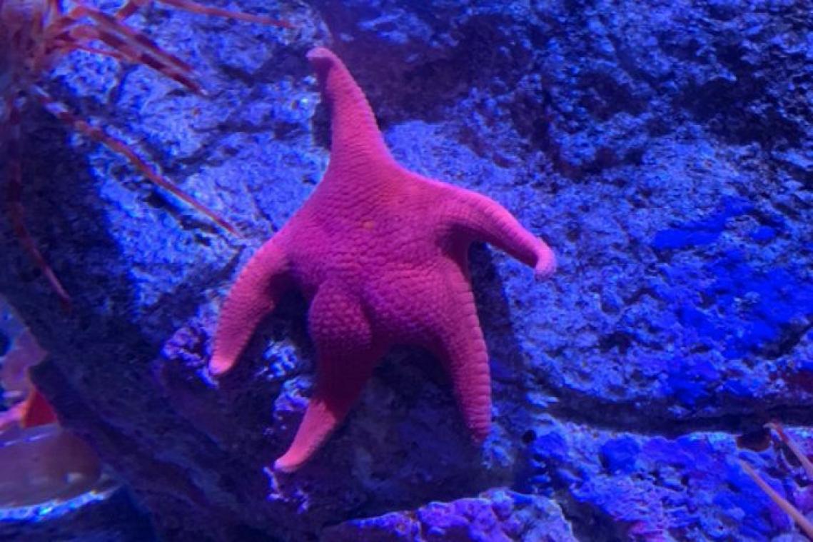 Foto van zeester met 'Kim K-achterste' gaat viraal