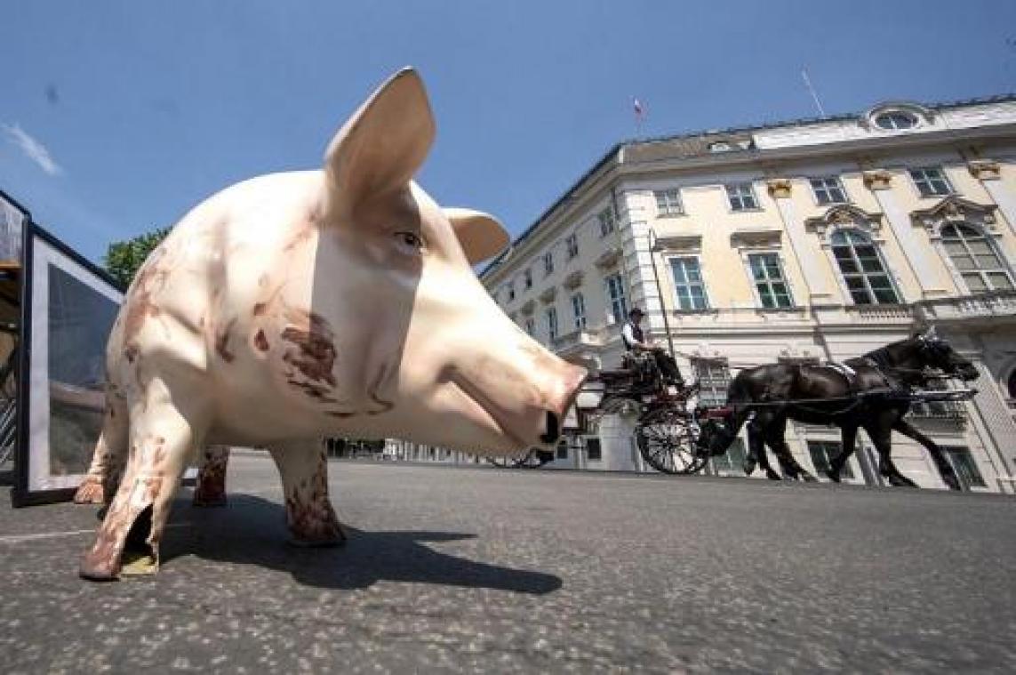 Animal Rights wil verbod op diertransporten wanneer het te warm is