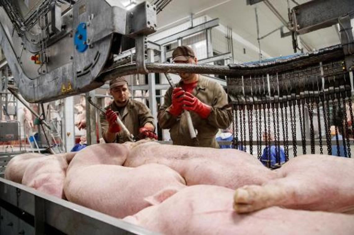 Slachthuis ontkent dat varkens gestorven zijn bij transport
