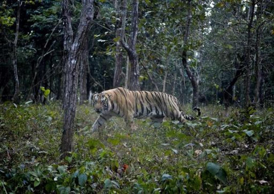 Dorpsbewoners slaan in India tijgerin dood die hen had aangevallen