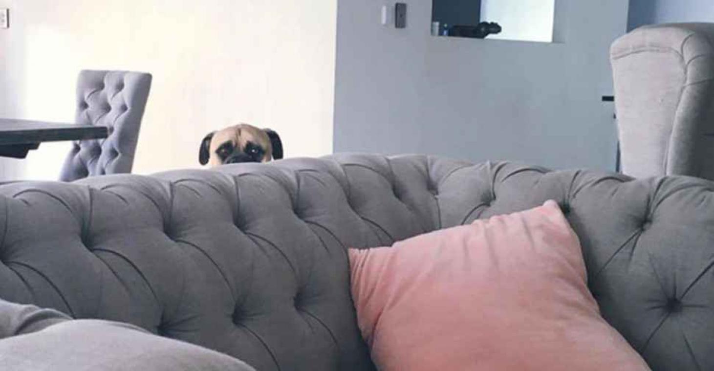 Deze toegewijde hond stalkt zijn baasje