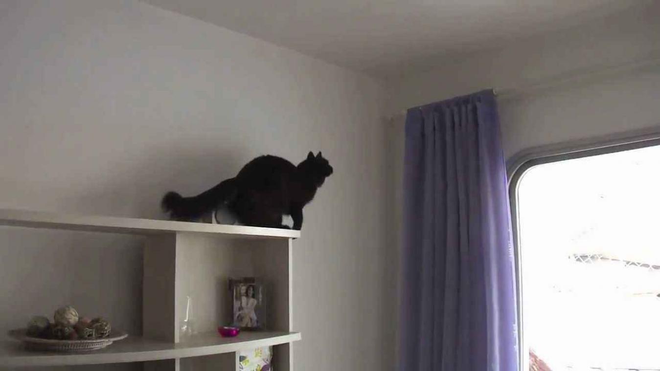 Kat voert een Mission Impossible uit