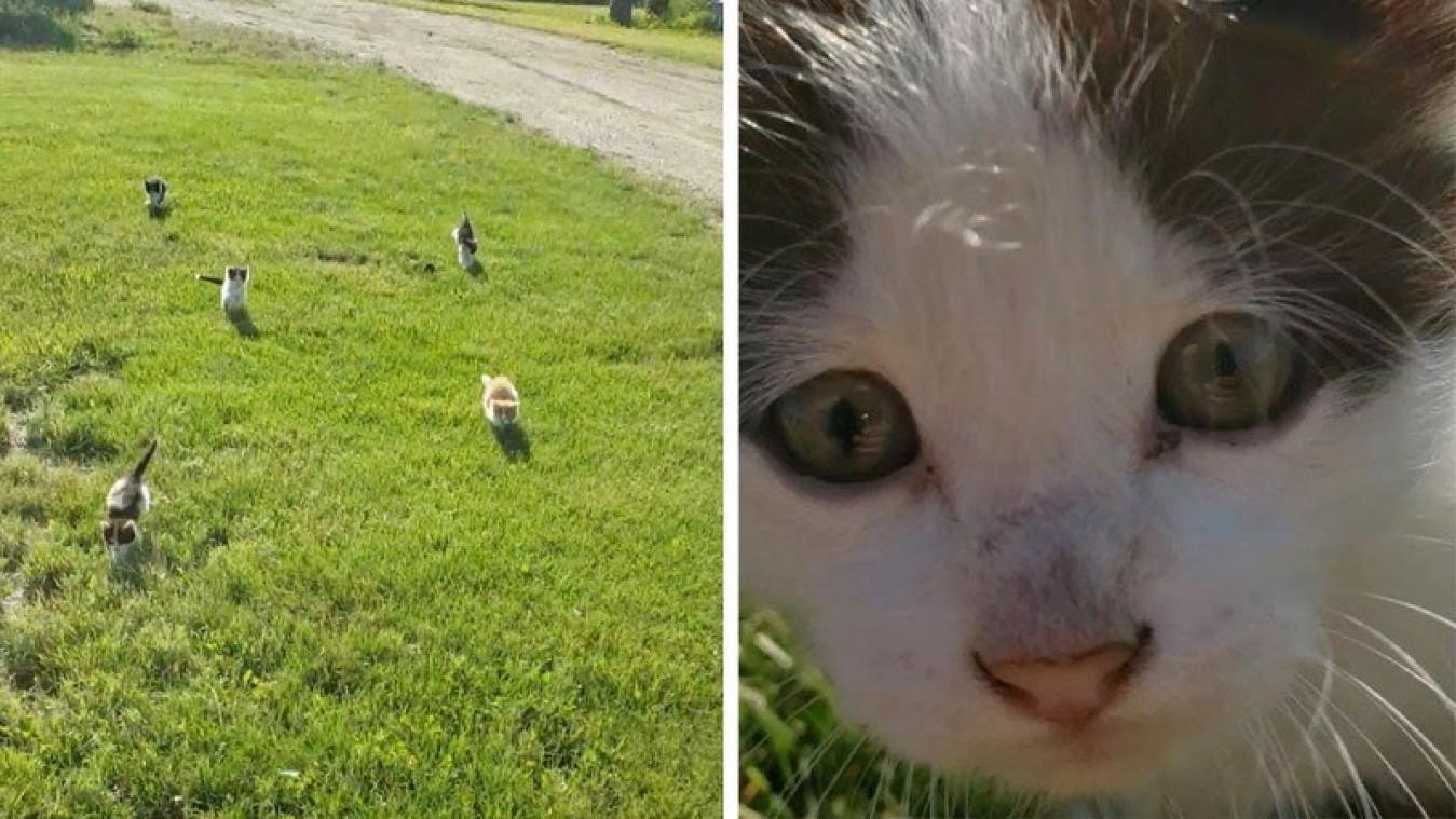 VIDEO. Man kan maar net ontsnappen aan deze horde wilde dieren