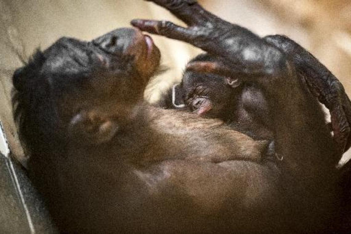 Bonobobaby geboren in Planckendael