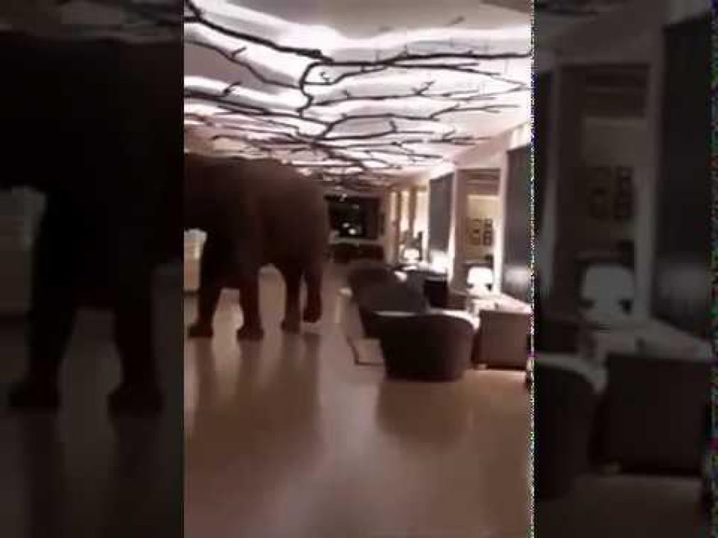 VIDEO. Olifant wandelt doodleuk hotellobby binnen