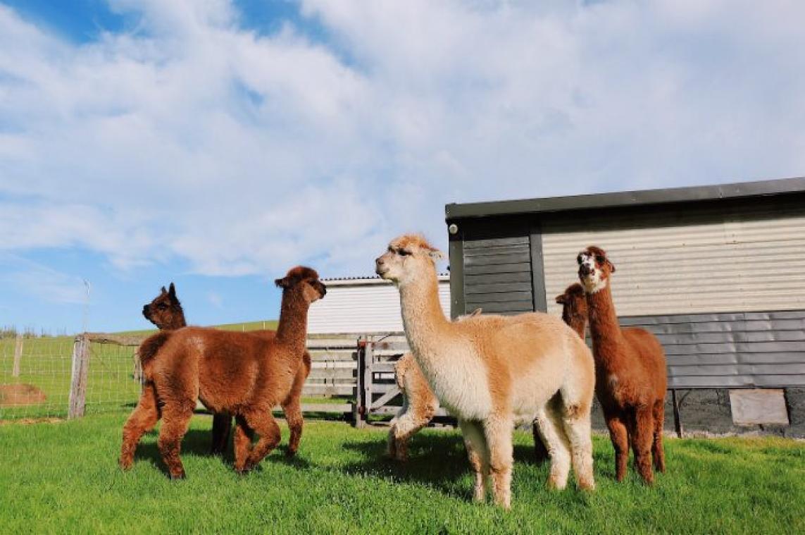 BIZAR. Dieven aan de haal met alpaca's