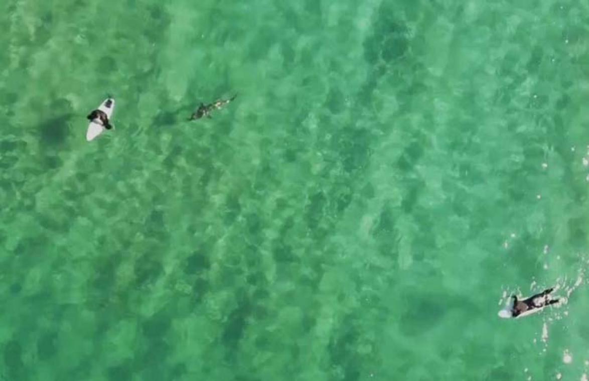 VIDEO. Bloedstollende beelden tonen hoe surfer maar nipt ontsnapt aan hongerige haai