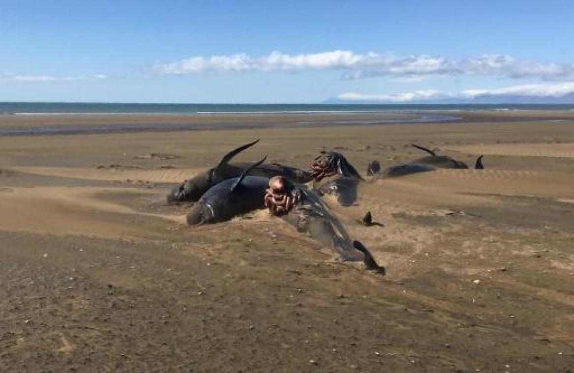 Opnieuw tientallen grienden gestrand op kust van IJsland
