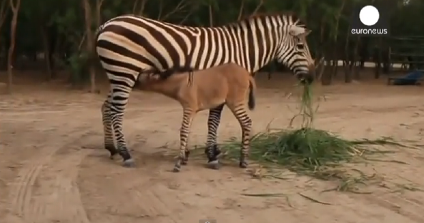 Zo ziet de kruising van een zebra en een ezel eruit
